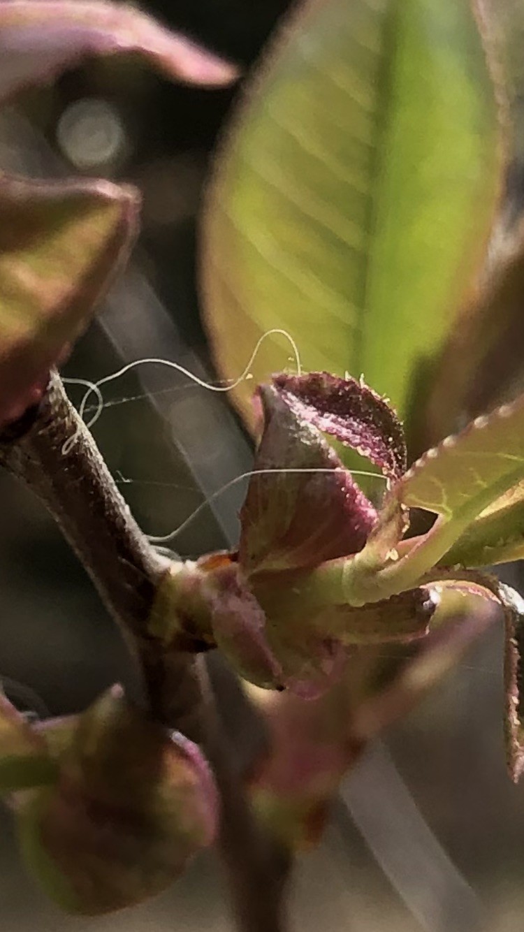 Wie aus einer Knospe darf sich das eigene Wesen entfalten und ausdrücken