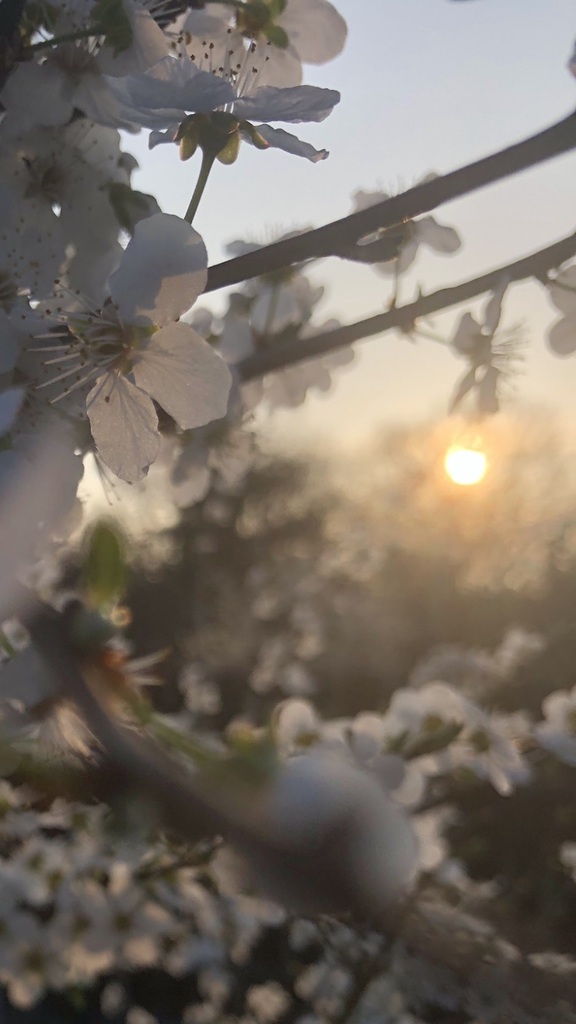 Kirschblüten-Morgensonne: blütenrein klares Bewusstseins-Erwachen