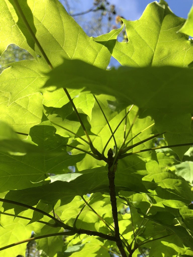 Ahorn-Blätterdach. GESTALT-RAUM: Raum, wo du ganz du selbst sein darfst