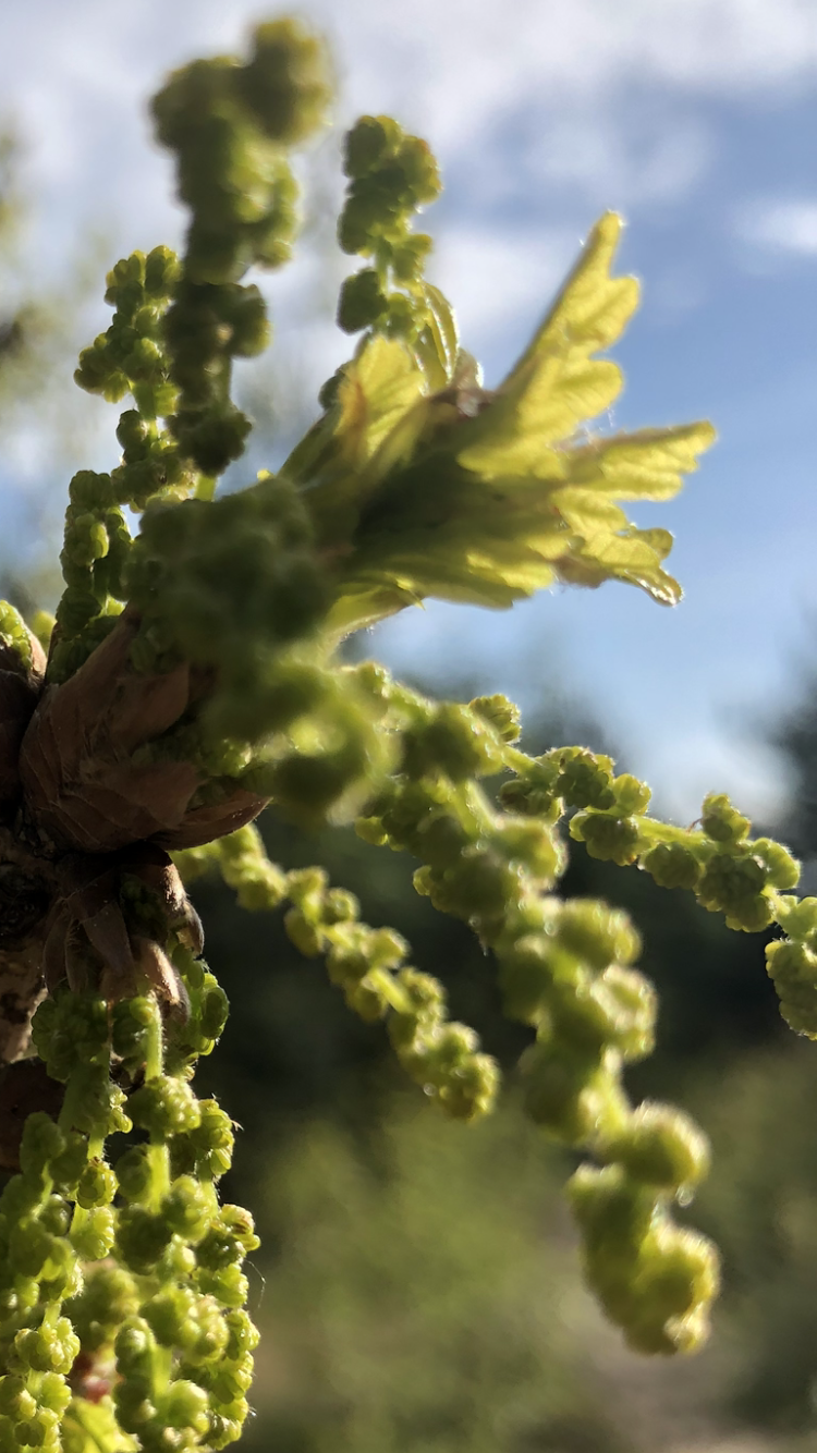 Verkörperung von Lebenskraft und Potenzial